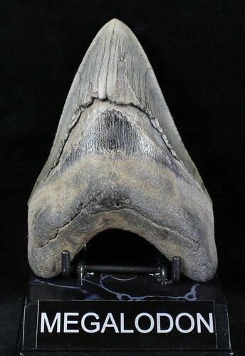 Serrated Megalodon Tooth #21862